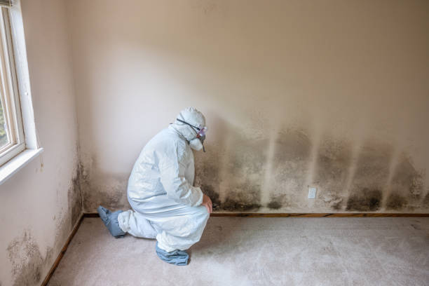 Why You Should Choose Our Mold Remediation Services in De Pere, WI